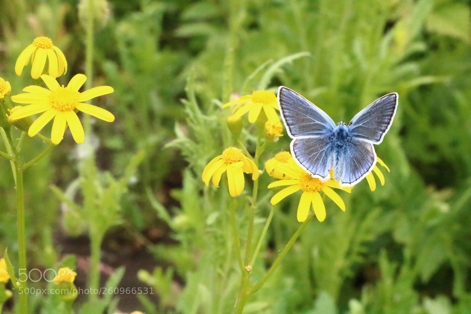 Canon EOS 750D (EOS Rebel T6i / EOS Kiss X8i) sample photo. Beautiful butterfly photography