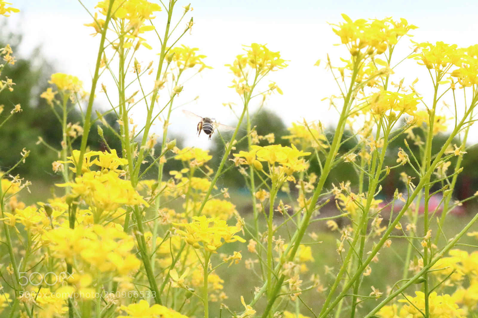 Canon EOS 750D (EOS Rebel T6i / EOS Kiss X8i) sample photo. Pollination of flowers photography