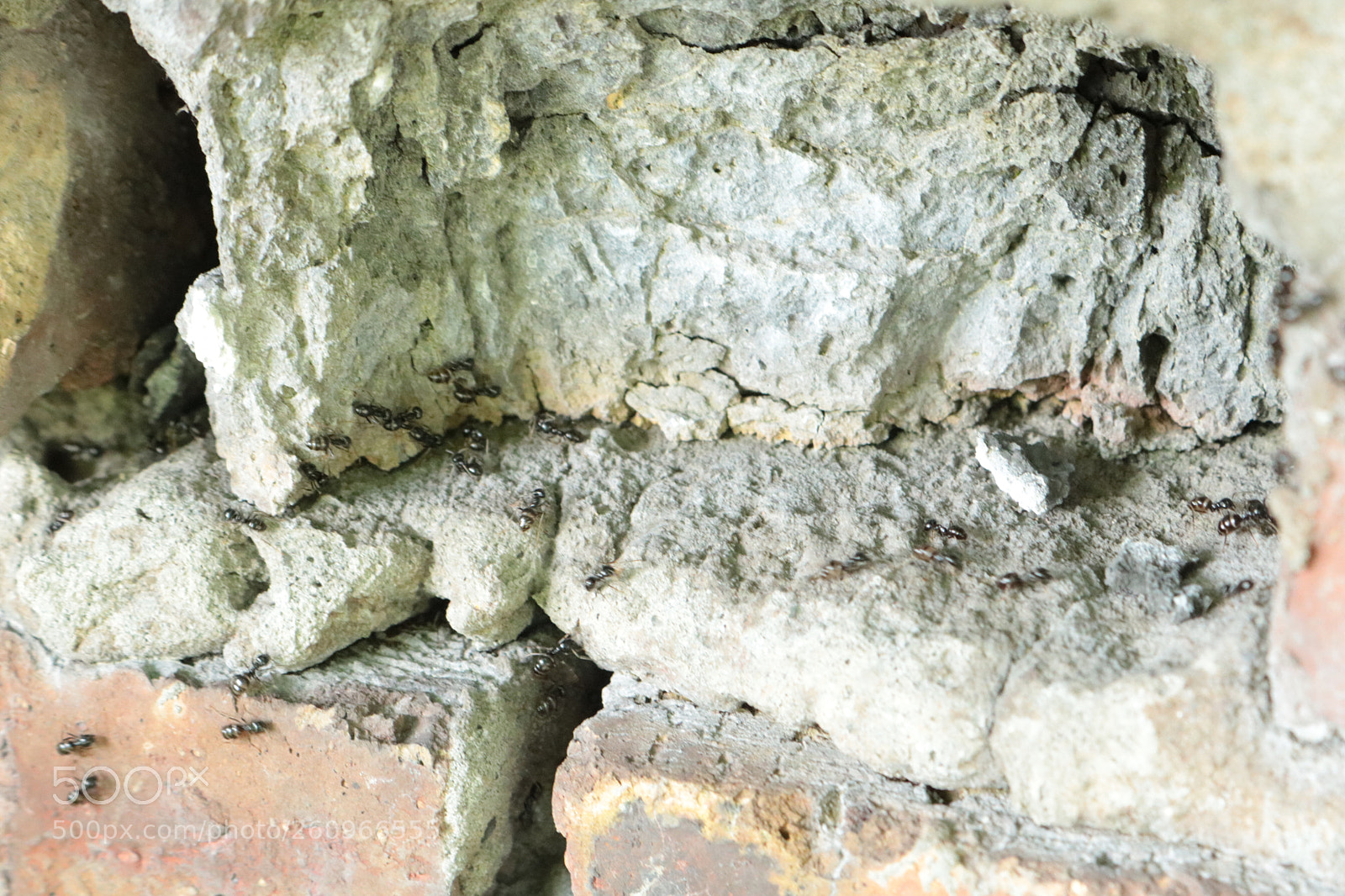Canon EOS 750D (EOS Rebel T6i / EOS Kiss X8i) sample photo. Life of ants photography
