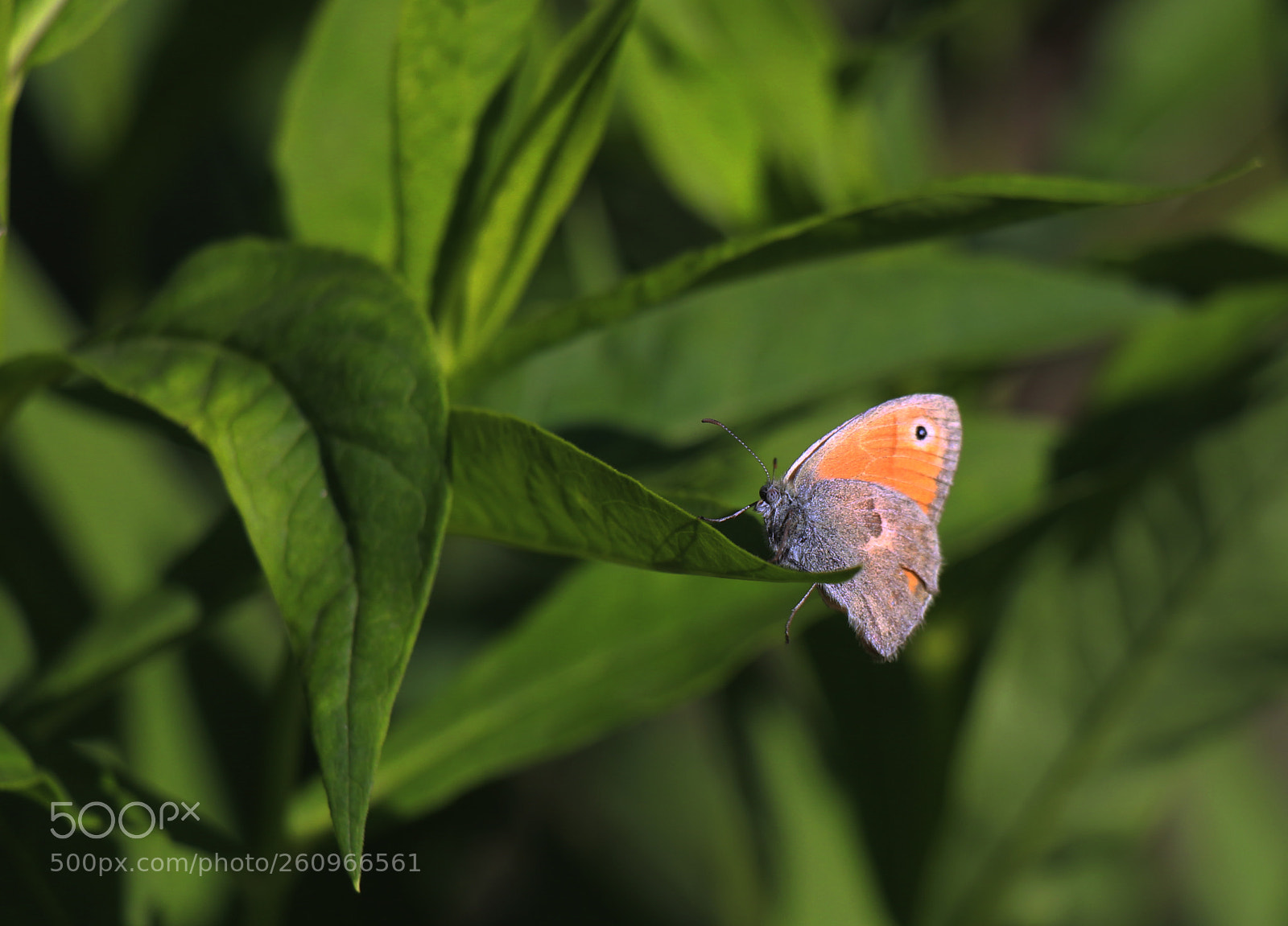 Canon EOS 650D (EOS Rebel T4i / EOS Kiss X6i) sample photo. Beauty and the leaf photography