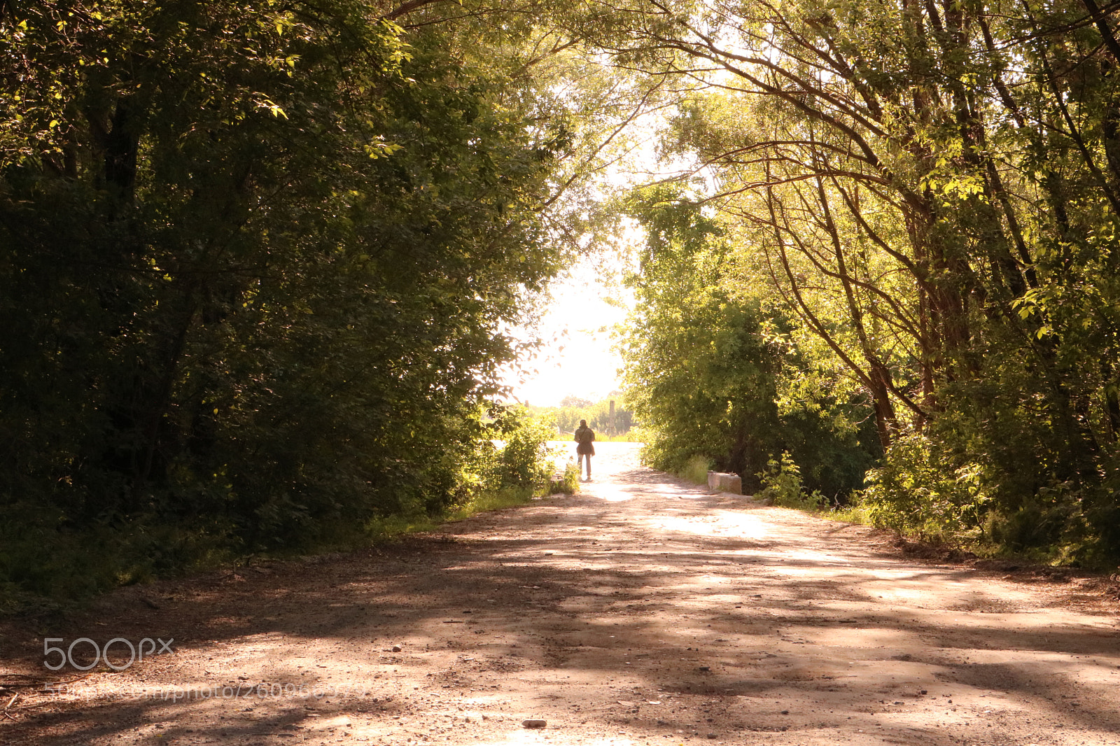 Canon EOS 750D (EOS Rebel T6i / EOS Kiss X8i) sample photo. On the way to photography