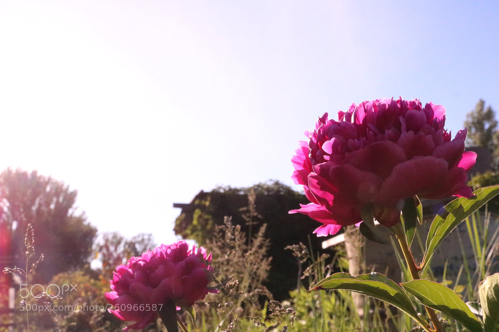 Canon EOS 750D (EOS Rebel T6i / EOS Kiss X8i) sample photo. The growing beauty of photography