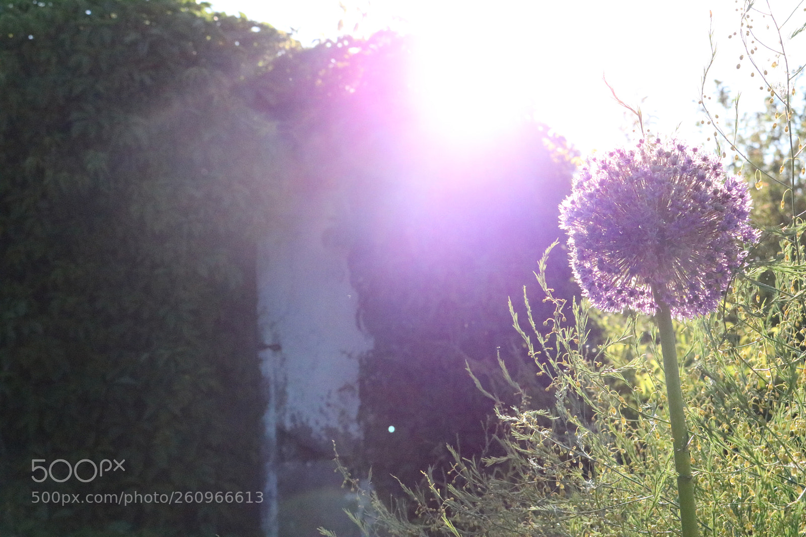 Canon EOS 750D (EOS Rebel T6i / EOS Kiss X8i) sample photo. Blooming ball :) photography