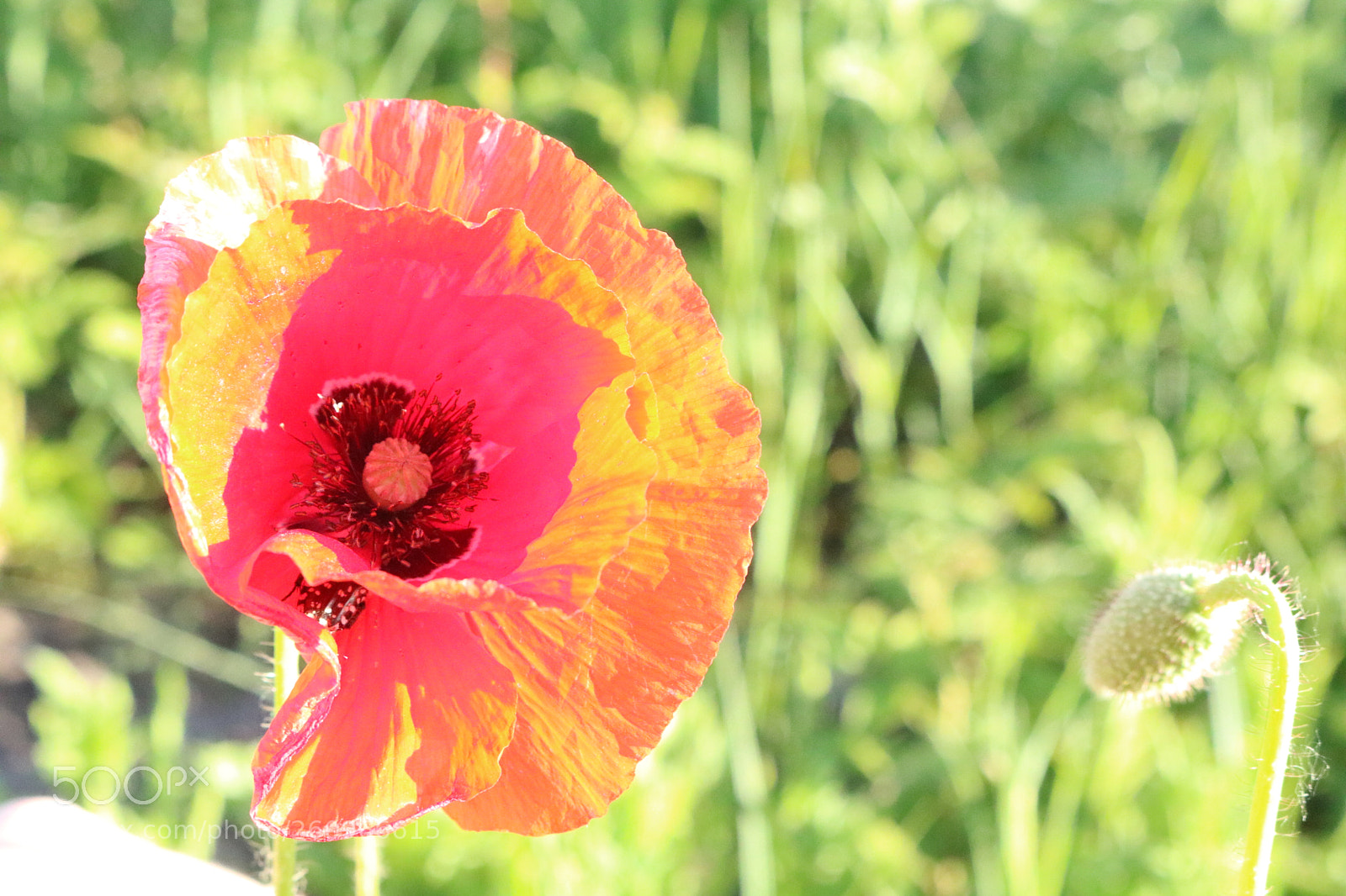 Canon EOS 750D (EOS Rebel T6i / EOS Kiss X8i) sample photo. Flowering poppies photography