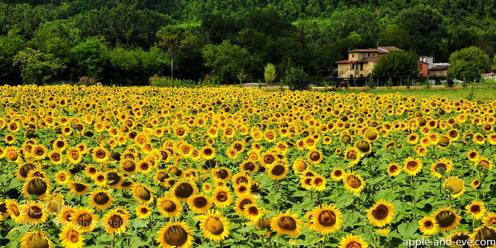 Nikon D700 sample photo. Sunflowers of tuscany photography