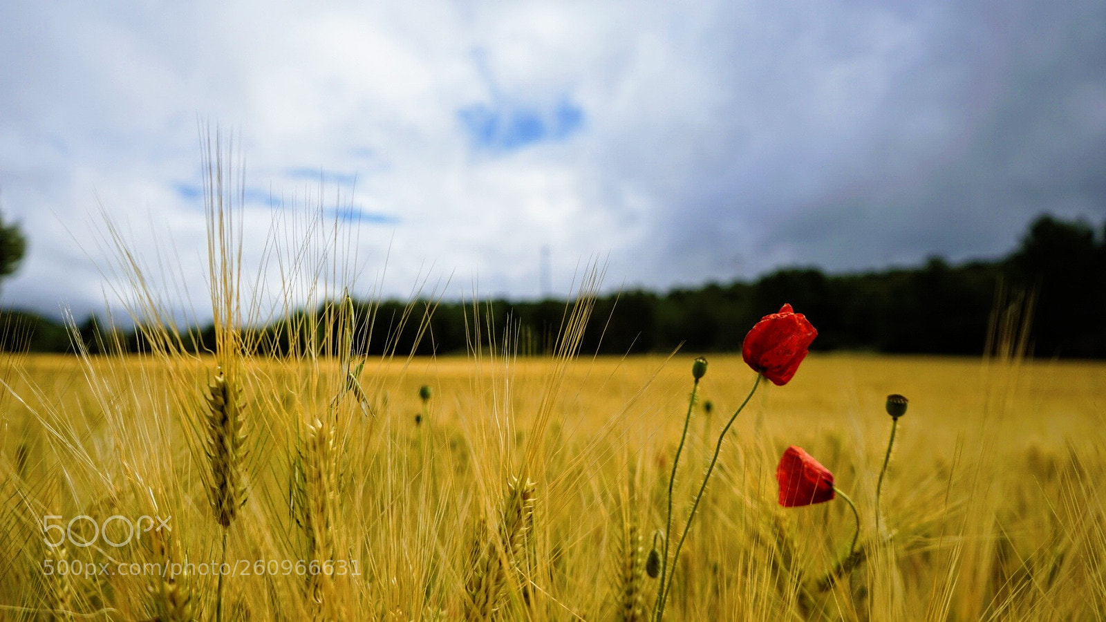Sony a7 sample photo. Trigo y amapolas photography