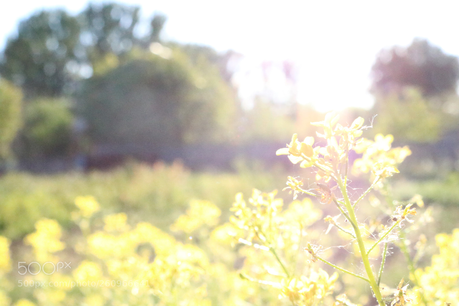 Canon EOS 750D (EOS Rebel T6i / EOS Kiss X8i) sample photo. Yellow flowers photography
