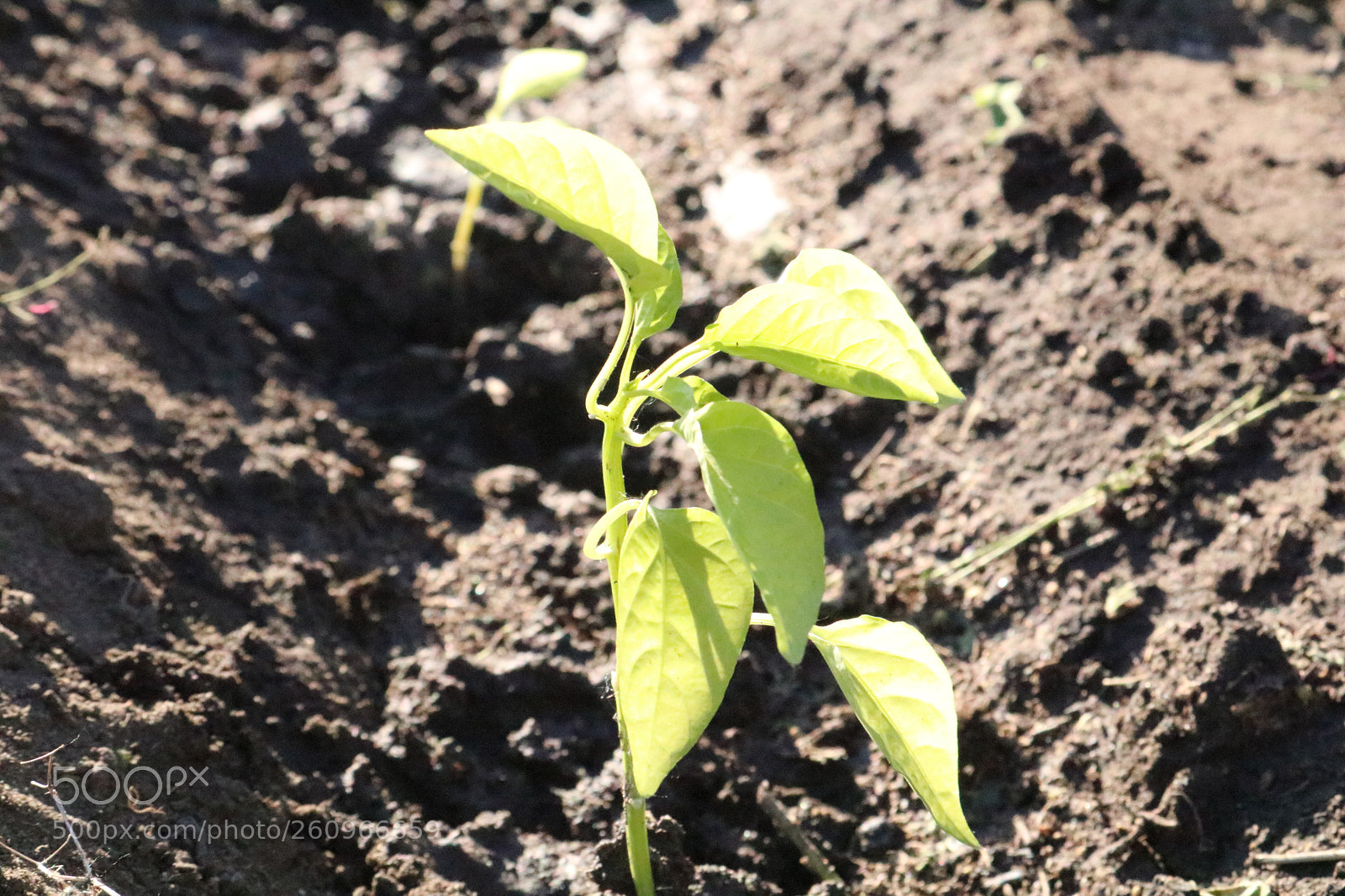 Canon EOS 750D (EOS Rebel T6i / EOS Kiss X8i) sample photo. New life photography