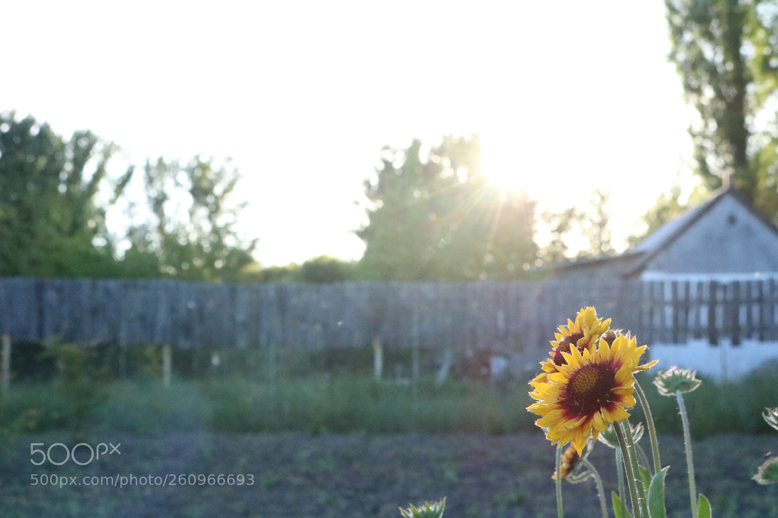 Canon EOS 750D (EOS Rebel T6i / EOS Kiss X8i) sample photo. Blooming nature photography