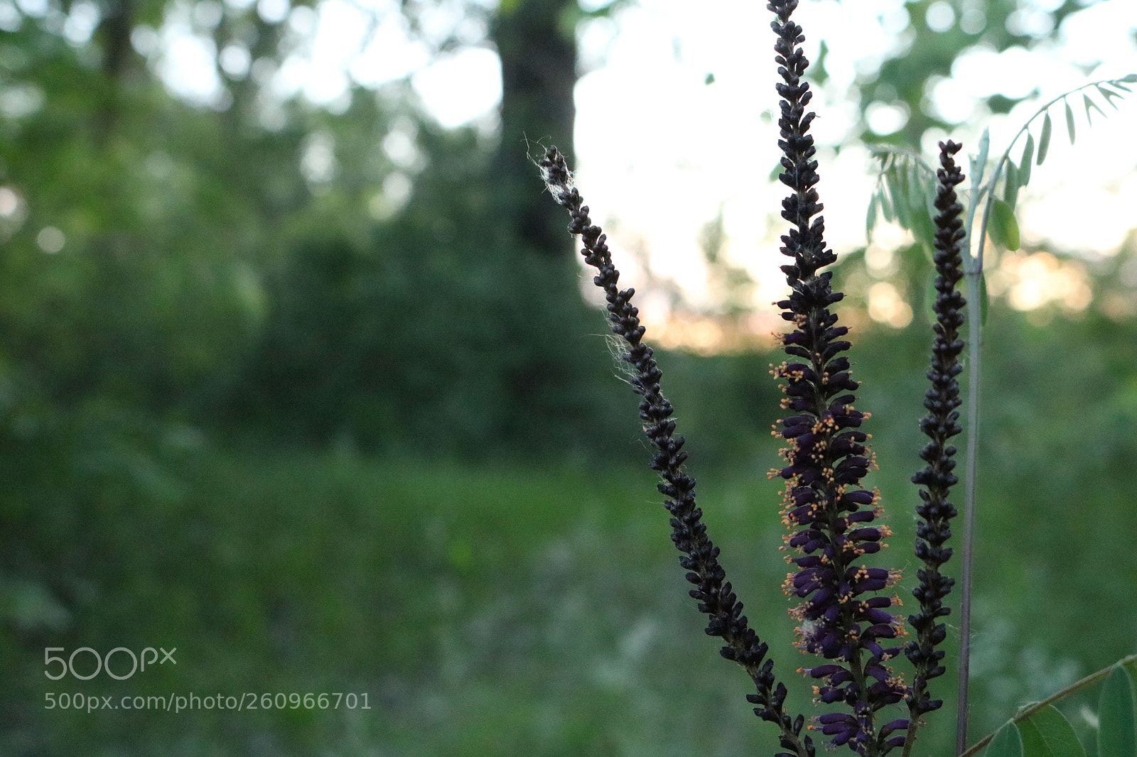 Canon EOS 750D (EOS Rebel T6i / EOS Kiss X8i) sample photo. Blooming flower photography