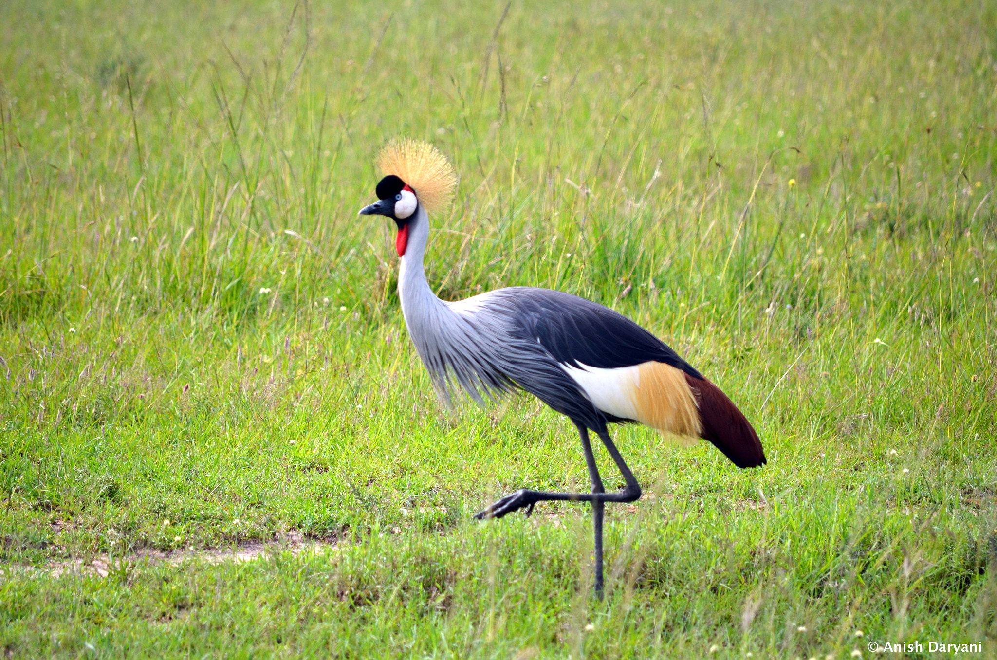 Nikon D5100 sample photo. Crowned crane photography