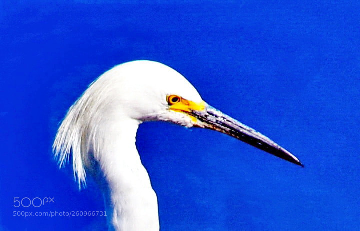 Nikon D7200 sample photo. White egret portrait photography