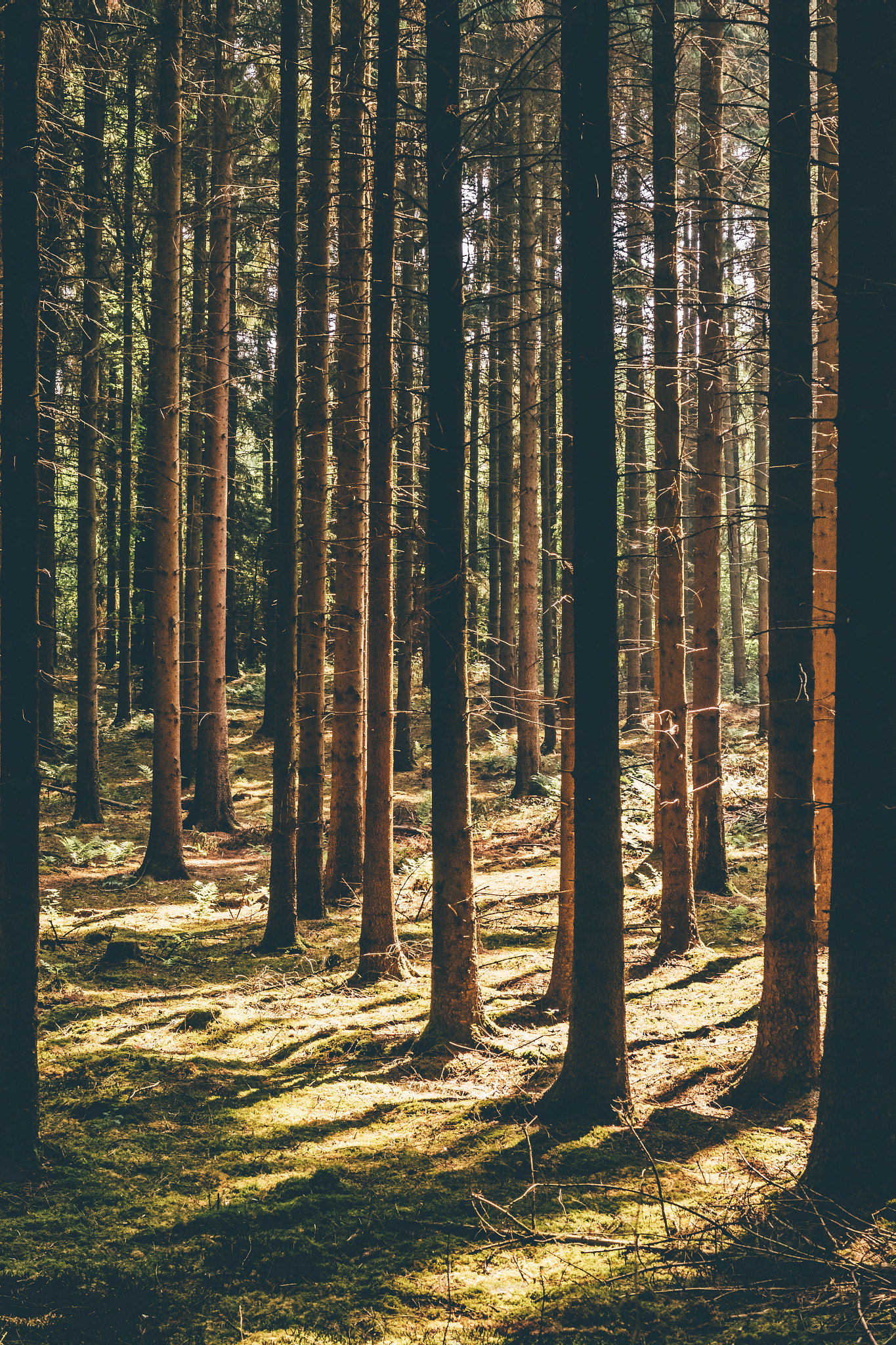 Canon PowerShot G5 X sample photo. Fir forest and moss in summer light photography