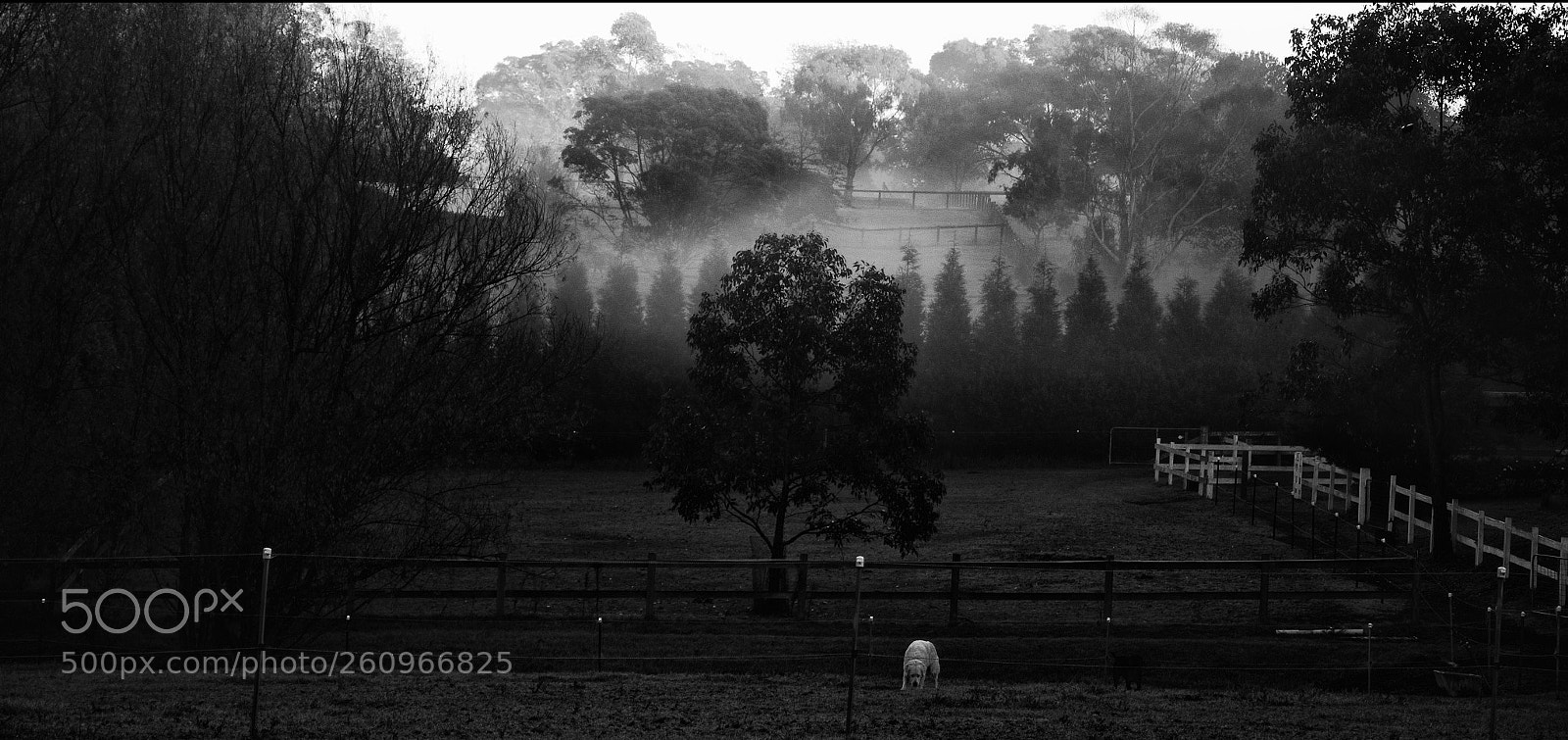 Nikon D7000 sample photo. Country dog on farm photography