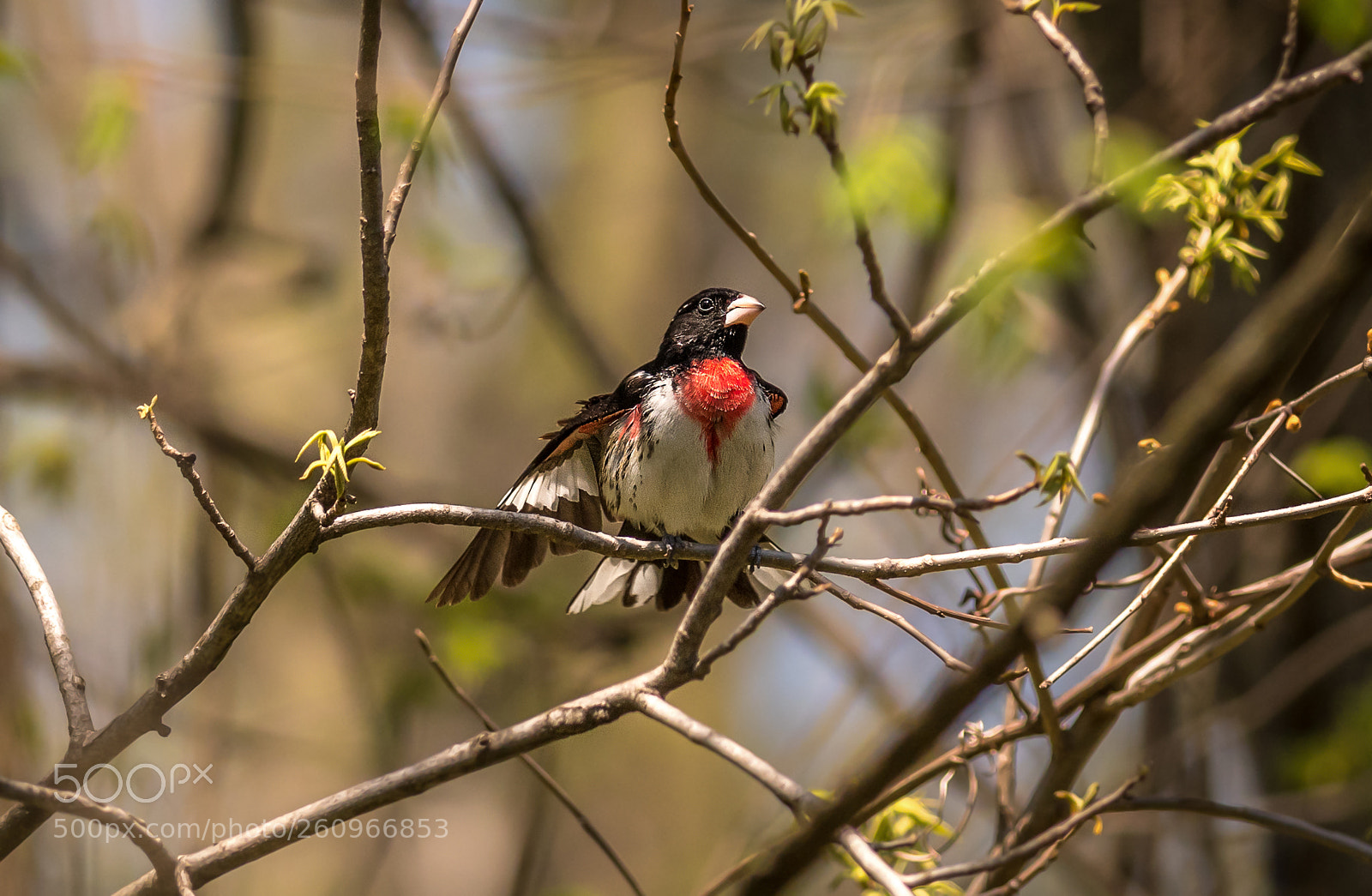 Nikon D500 sample photo. Rose-breasted grosbeak photography