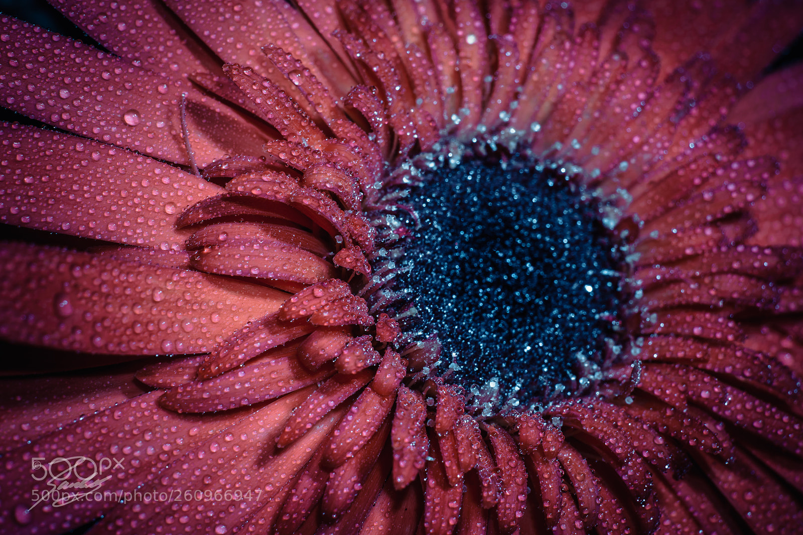 Sony a6000 sample photo. Daisy surprise photography