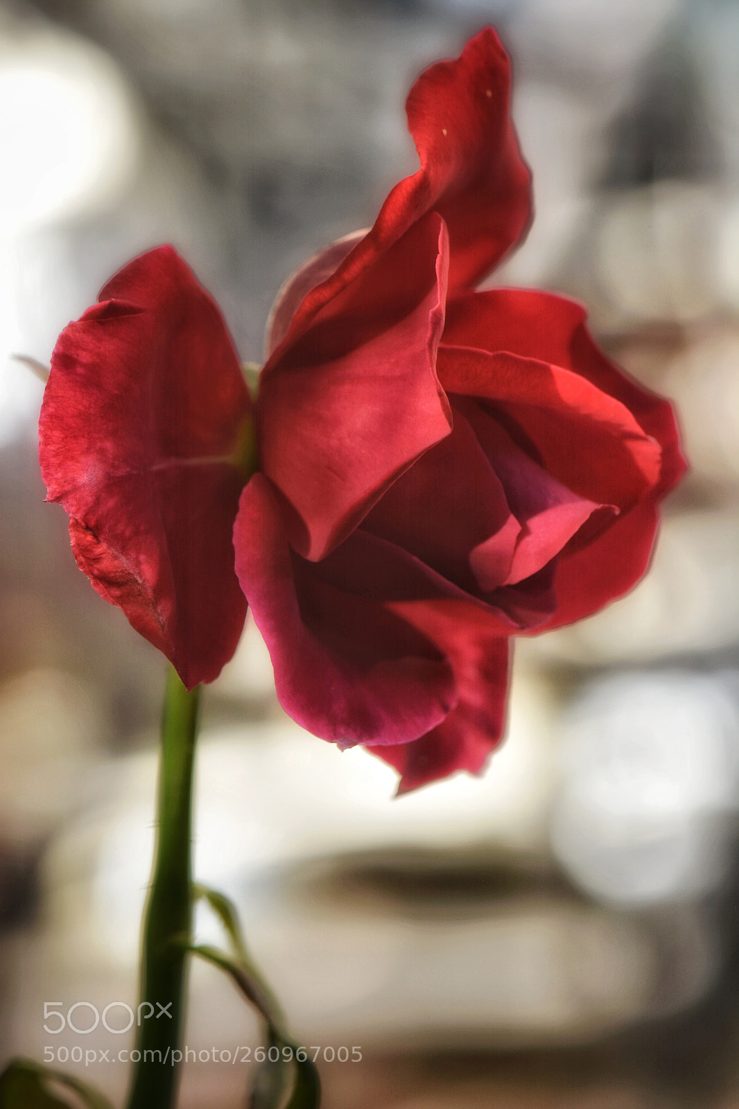Nikon D7100 sample photo. Rose'n light photography