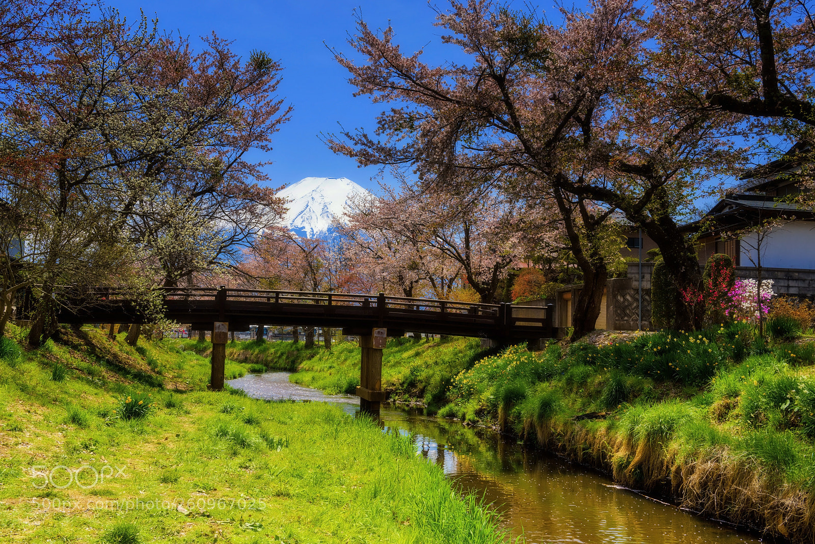 Nikon D810 sample photo. Cherry blossom at oshino photography