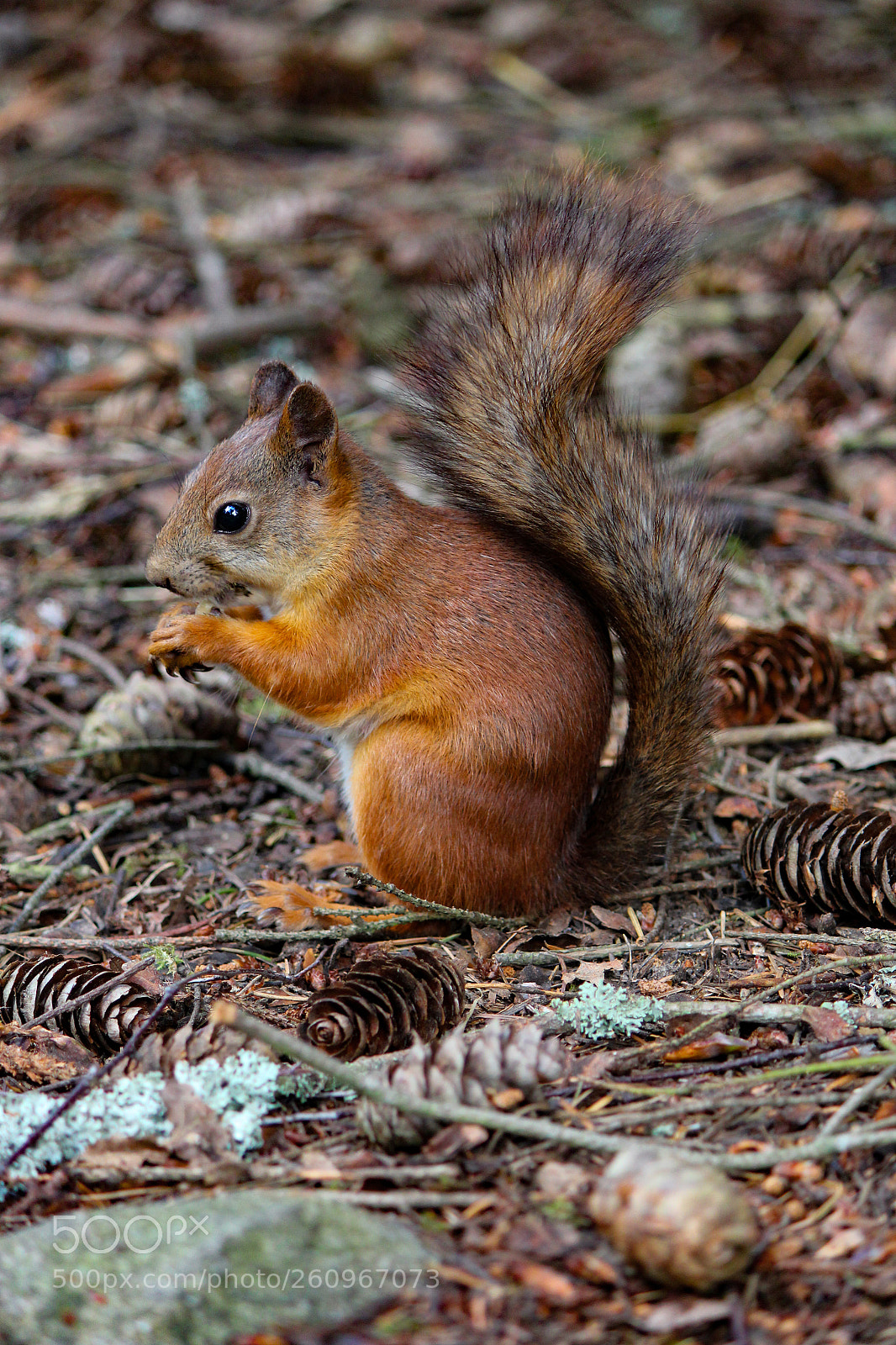 Canon EOS 550D (EOS Rebel T2i / EOS Kiss X4) sample photo. Wild squirrel photography