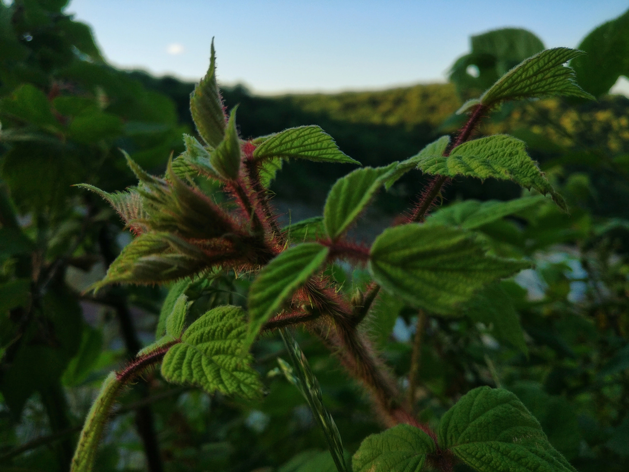 OnePlus A3000 sample photo. Mountain briar photography