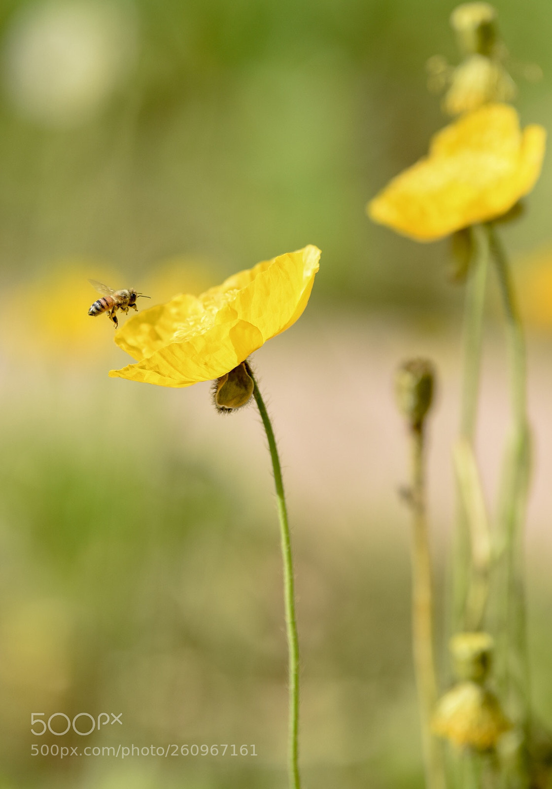 Nikon D750 sample photo. Flower and bee photography