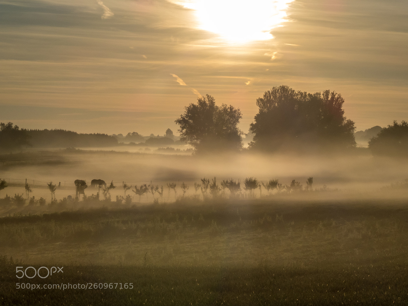 Panasonic Lumix DC-ZS70 (Lumix DC-TZ90) sample photo. Moning mist photography