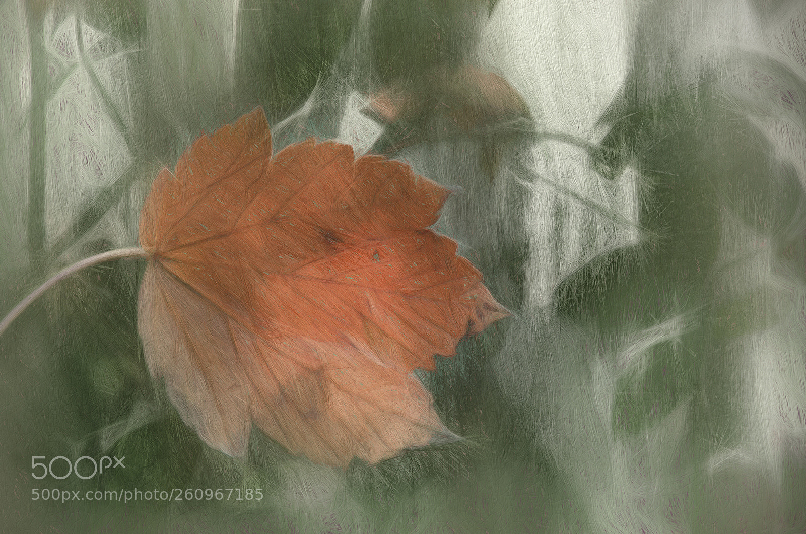 Canon EOS 40D sample photo. Lonely leaf photography