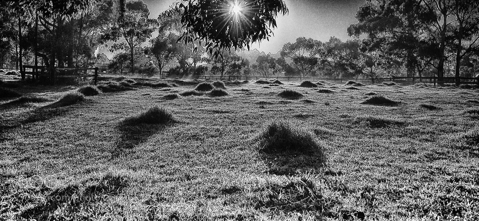 Nikon D7000 sample photo. Grassy tufts photography
