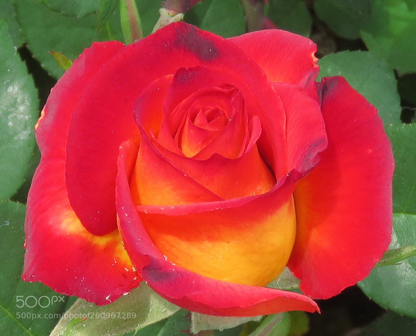 Canon PowerShot SX60 HS sample photo. A nice red and photography