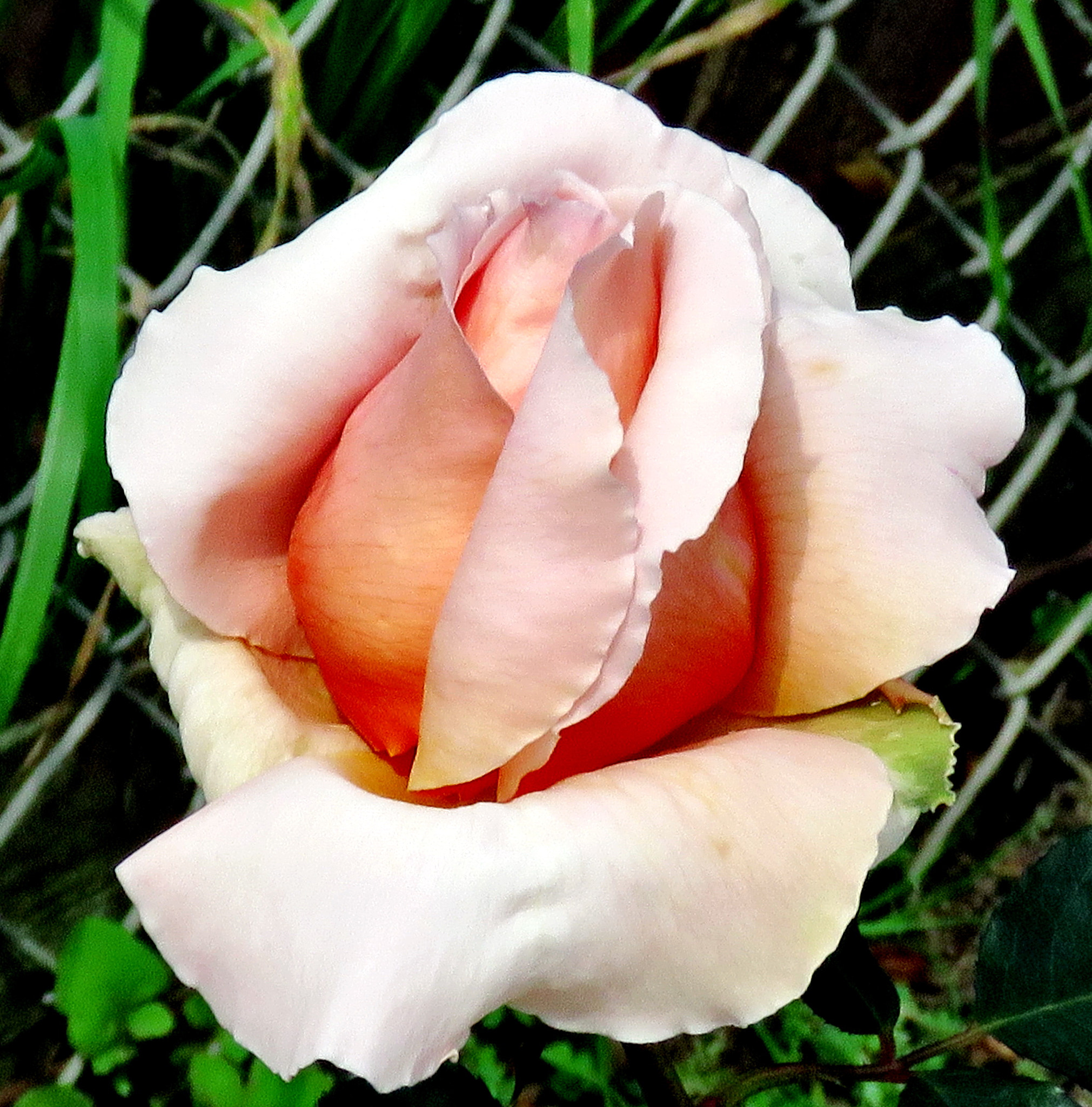 Canon PowerShot SX60 HS + 3.8 - 247.0 mm sample photo. A lovely pink rose blossoming photography