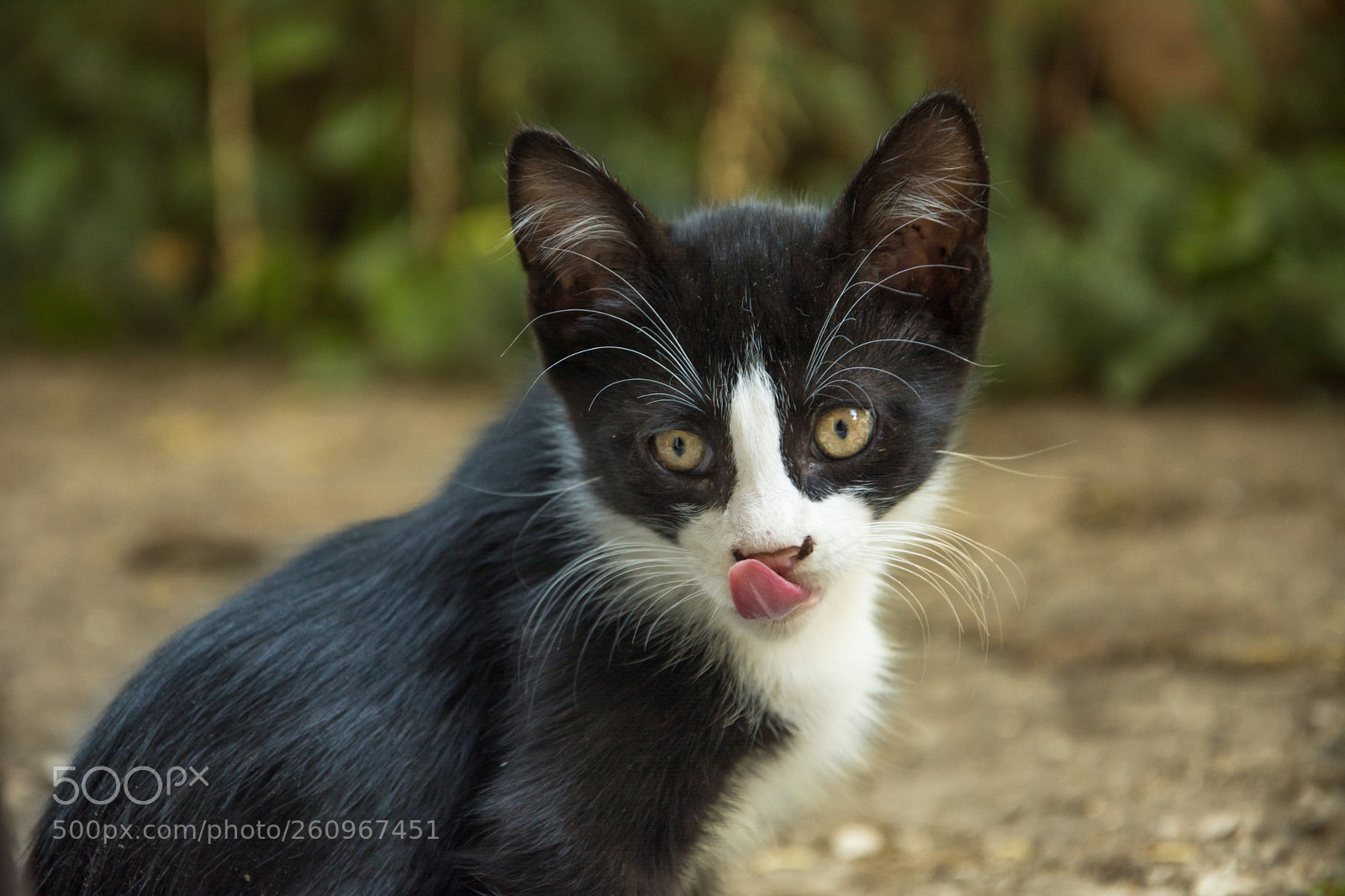Nikon D7100 sample photo. Kitten photography