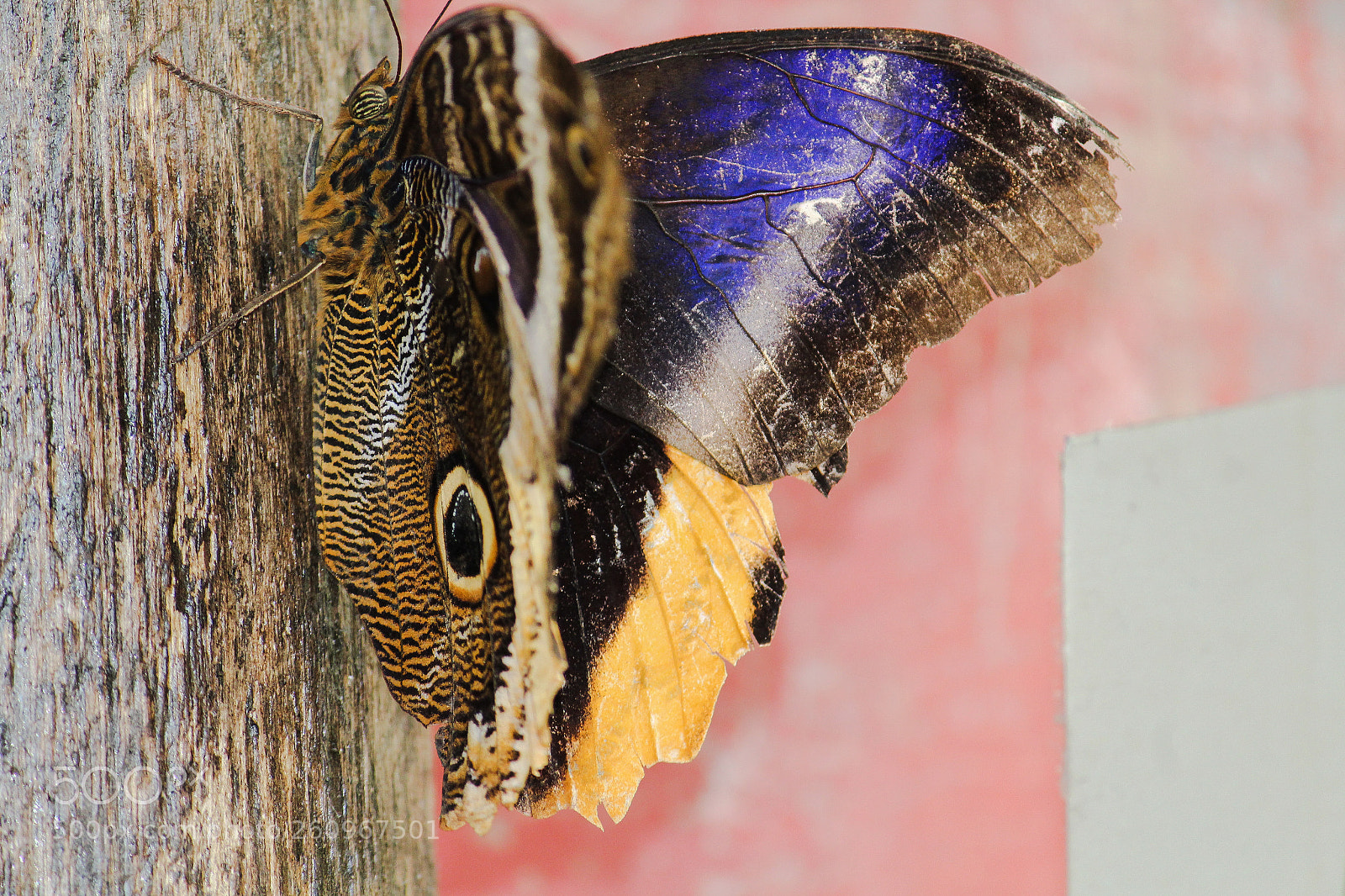 Canon EOS 1200D (EOS Rebel T5 / EOS Kiss X70 / EOS Hi) sample photo. Old butterfly photography