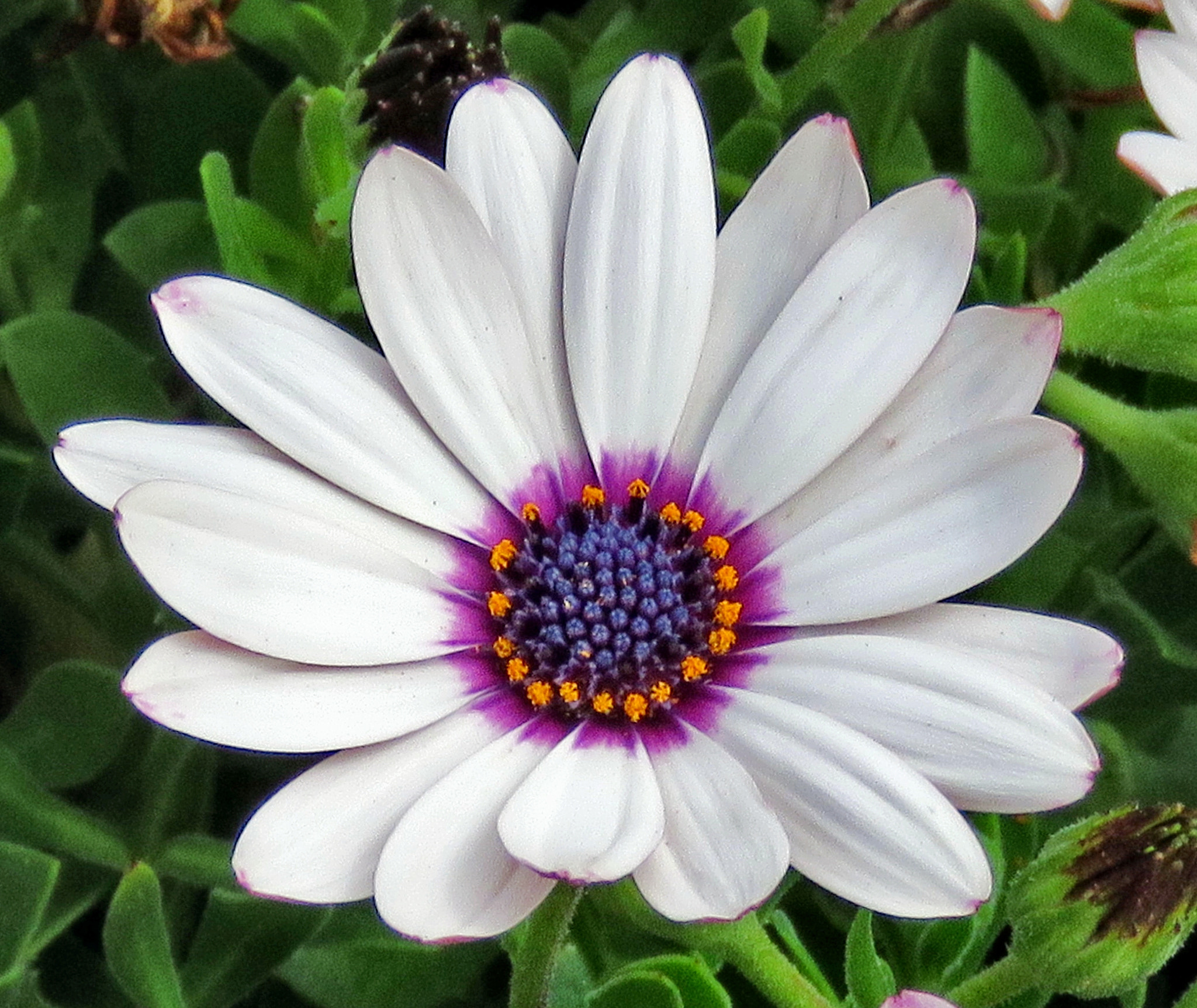 Canon PowerShot SX60 HS + 3.8 - 247.0 mm sample photo. A white and purple and gold daisy flower photography