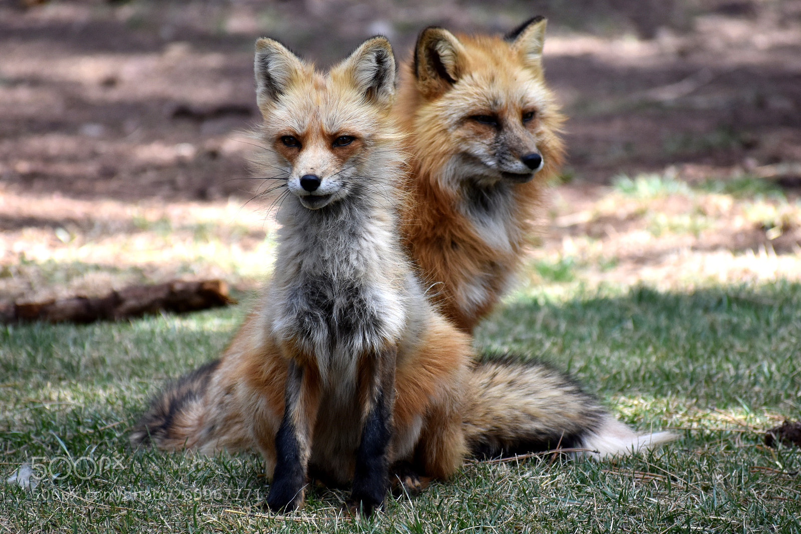 Nikon D3400 sample photo. Foxes photography