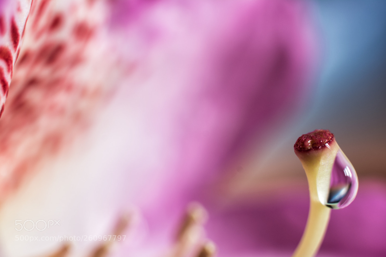 Nikon D5200 sample photo. Slimy photography