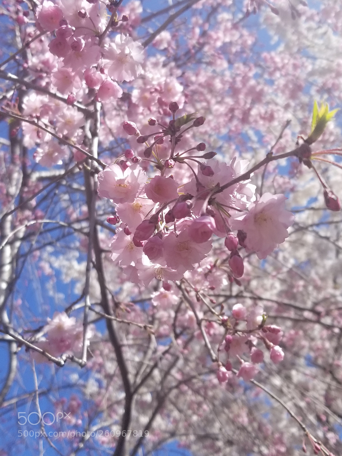 Samsung Galaxy S8+ sample photo. 20180422_123426.jpg photography