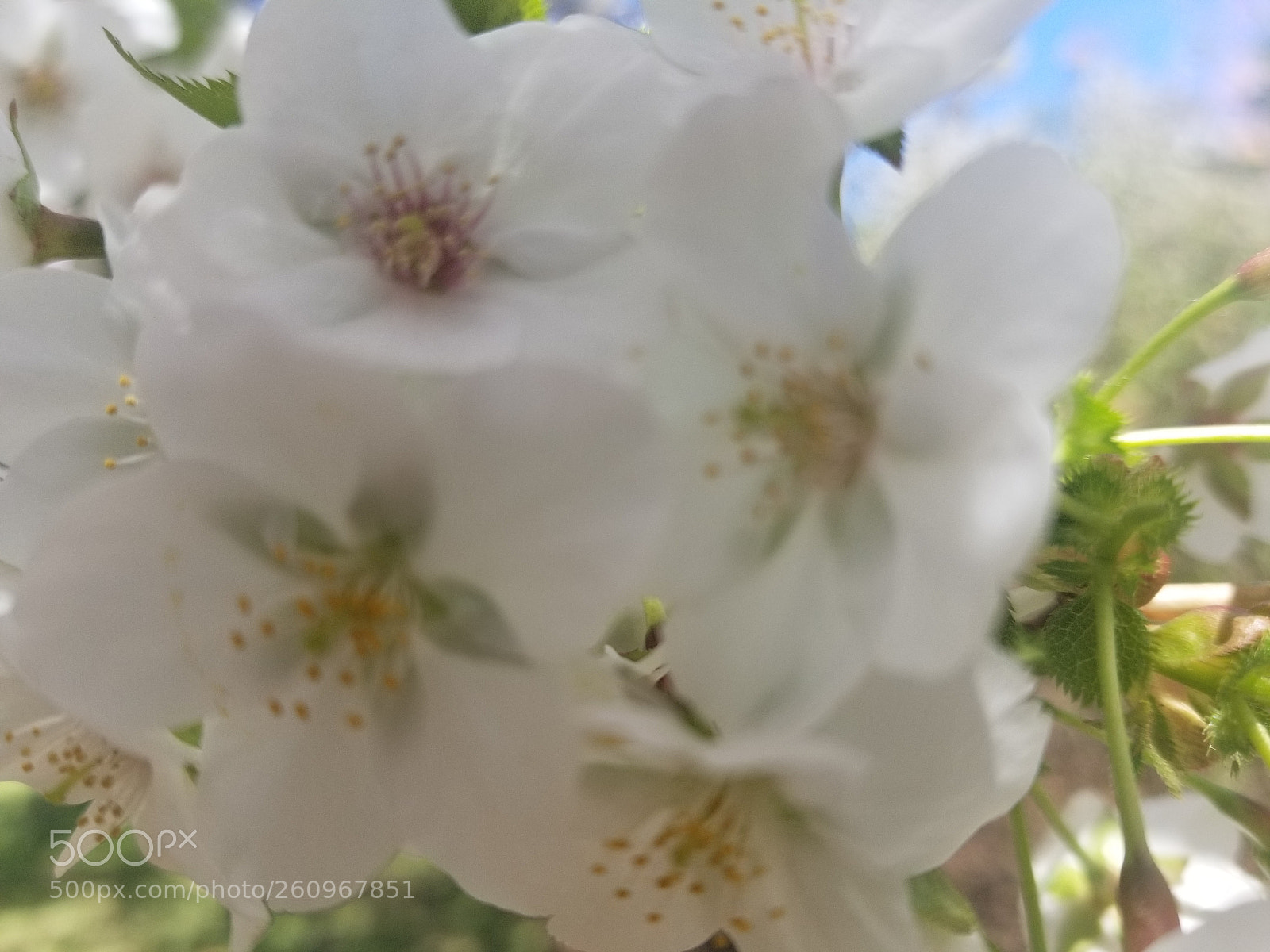 Samsung Galaxy S8+ sample photo. 20180422_123700.jpg photography