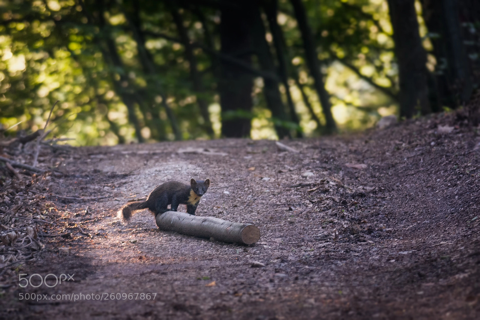 Nikon D7100 sample photo. European pine marten photography