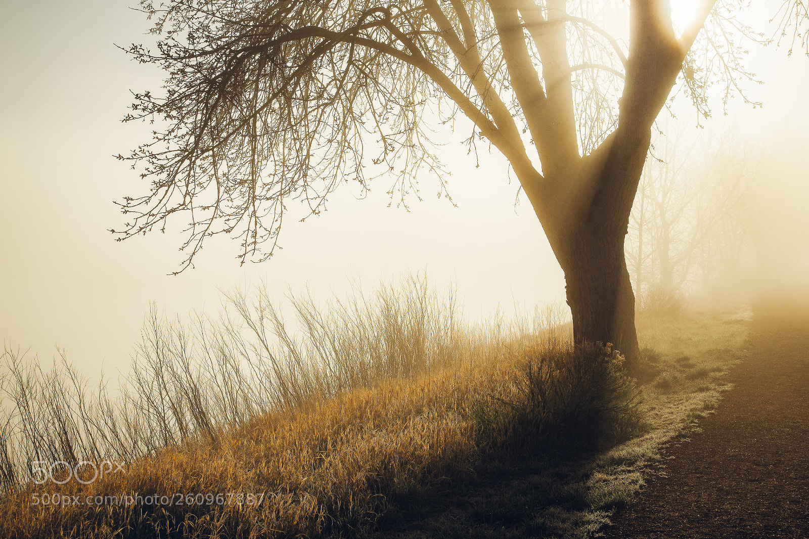 Canon EOS 6D sample photo. Morning fog photography