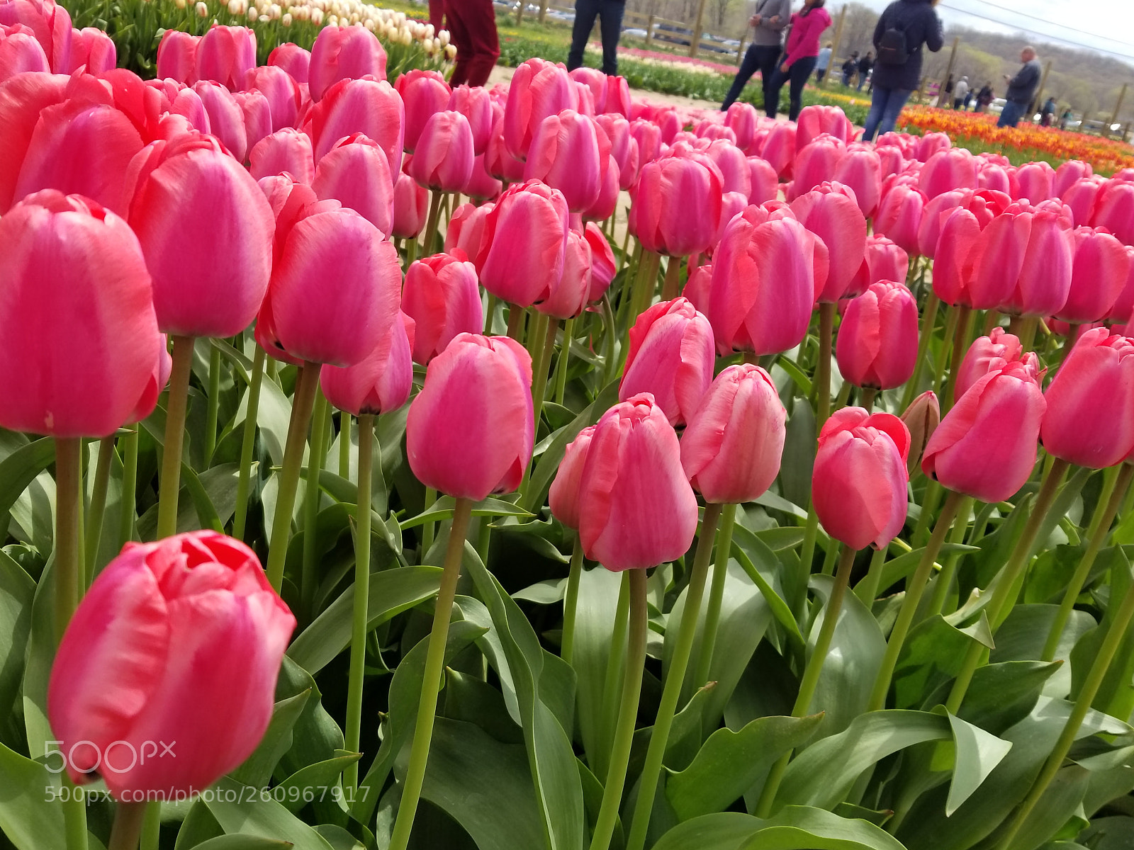 Samsung Galaxy S8+ sample photo. 20180429_135514.jpg photography
