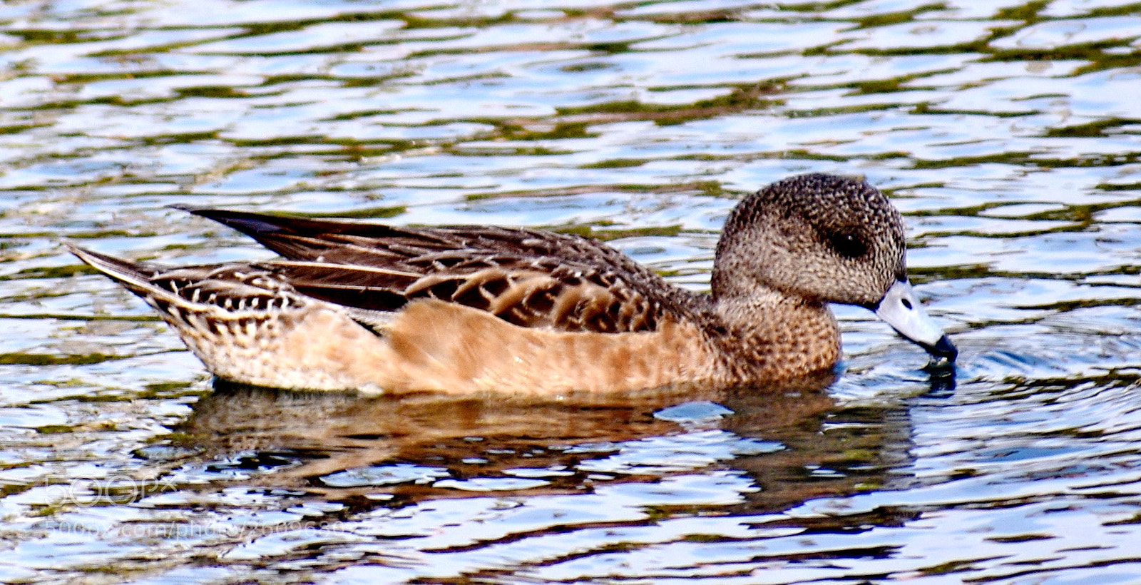 Nikon D7200 sample photo. Brown duck swimming in photography