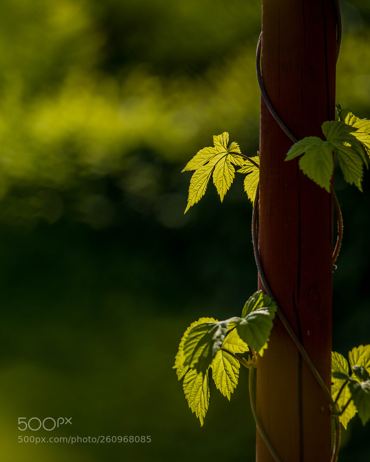 Canon EOS 5D Mark IV sample photo. 0527 photography