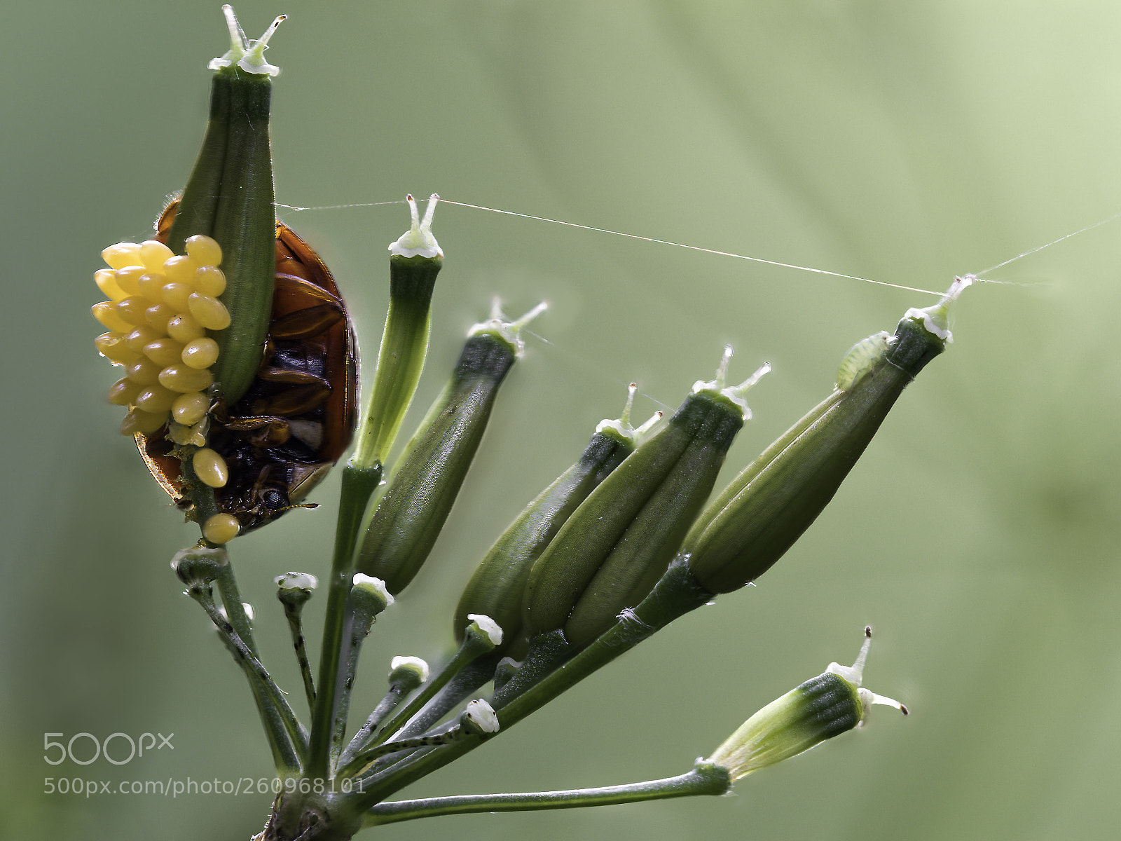 Olympus OM-D E-M1 Mark II sample photo. Ladybug with eggs photography