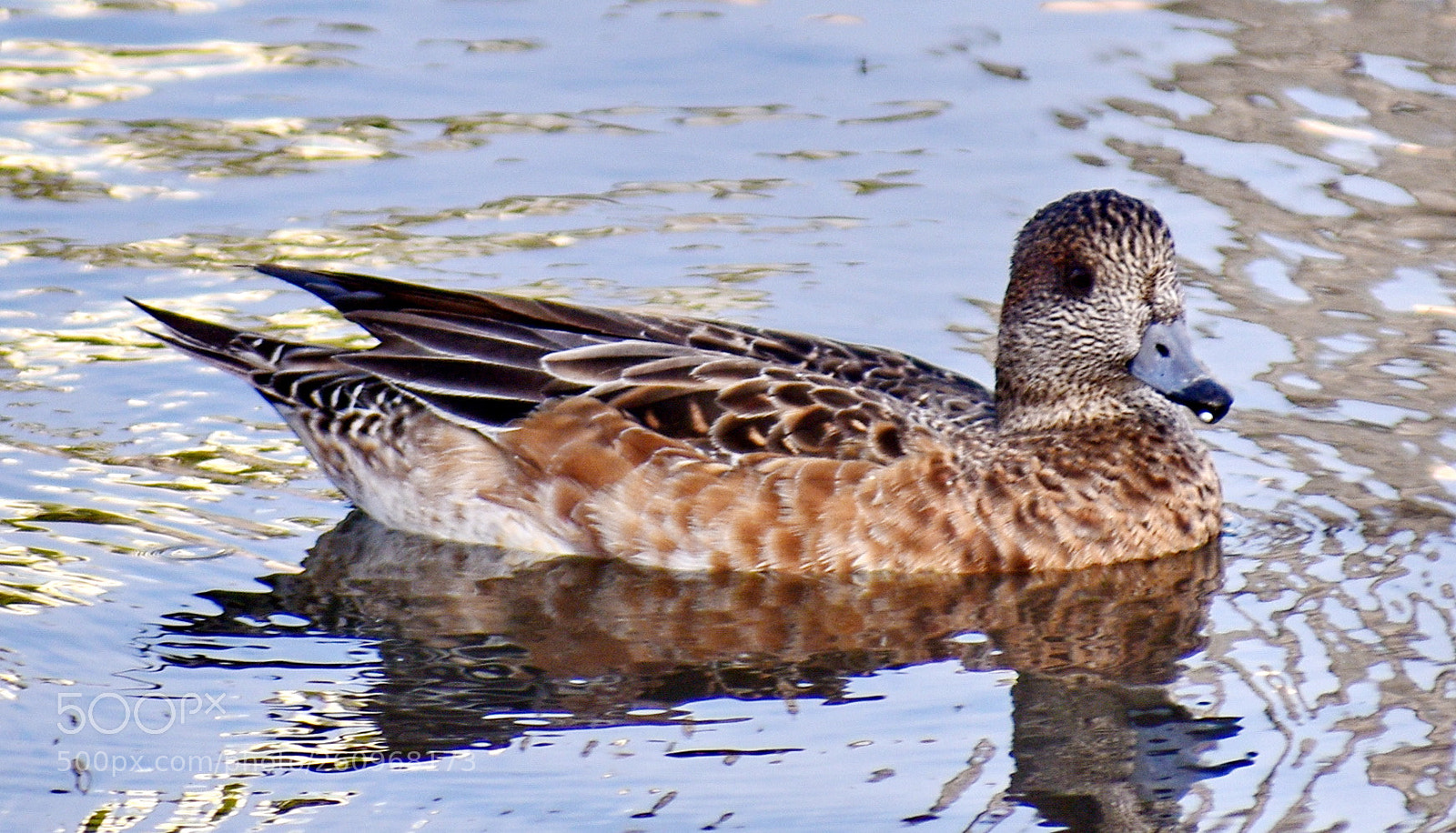 Nikon D7200 sample photo. Brown duck swimming in photography