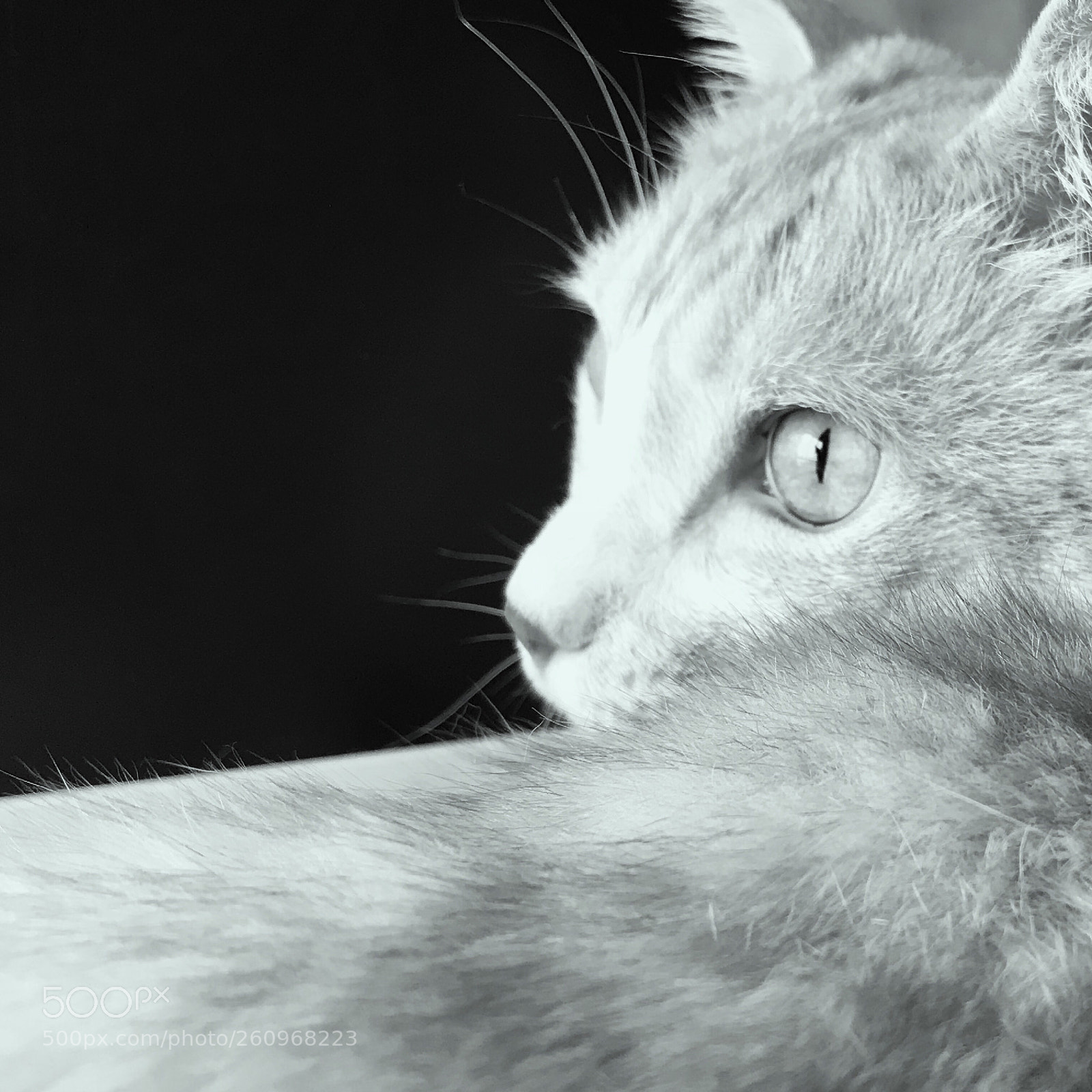 Apple iPhone 7 sample photo. My beloved cat. photography