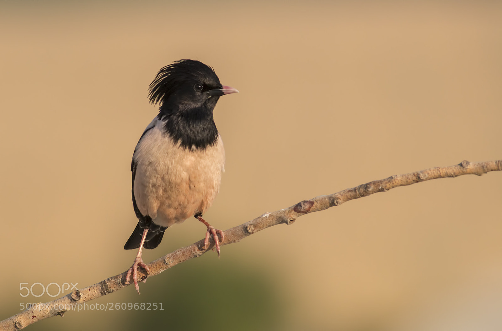 Canon EOS 70D sample photo. Rose-colored starling photography