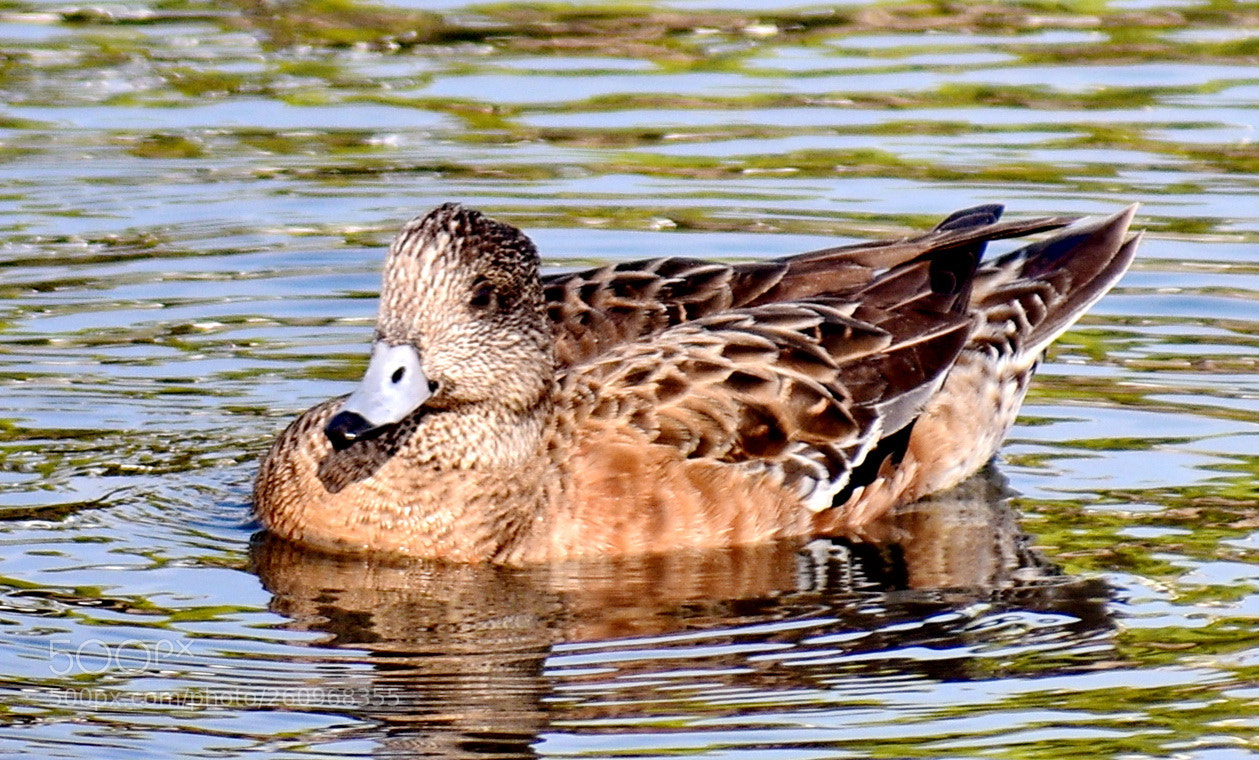 Nikon D7200 sample photo. Brown duck swimming in photography