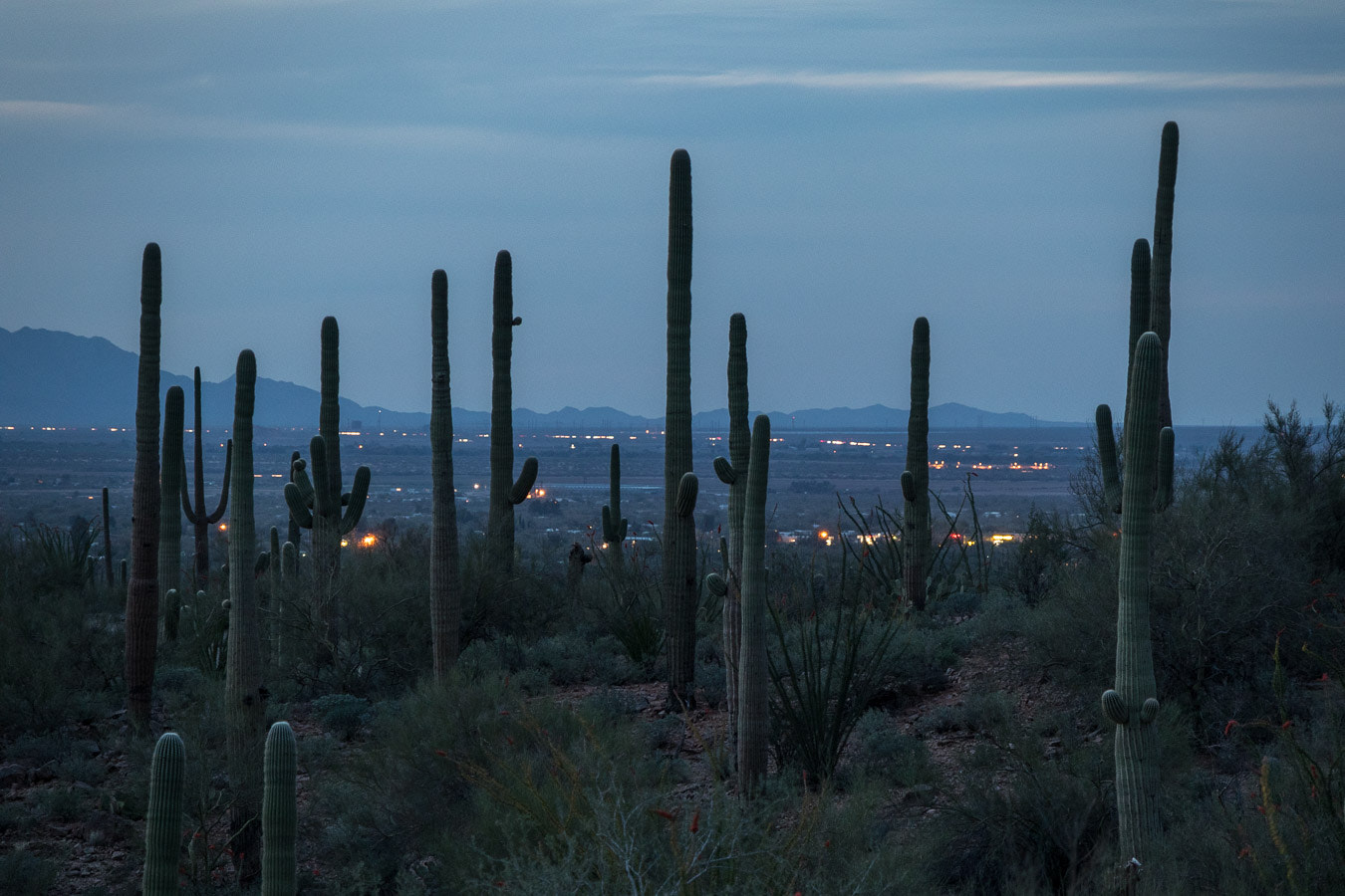 Canon EOS M5 sample photo. Saguaros at dusk photography