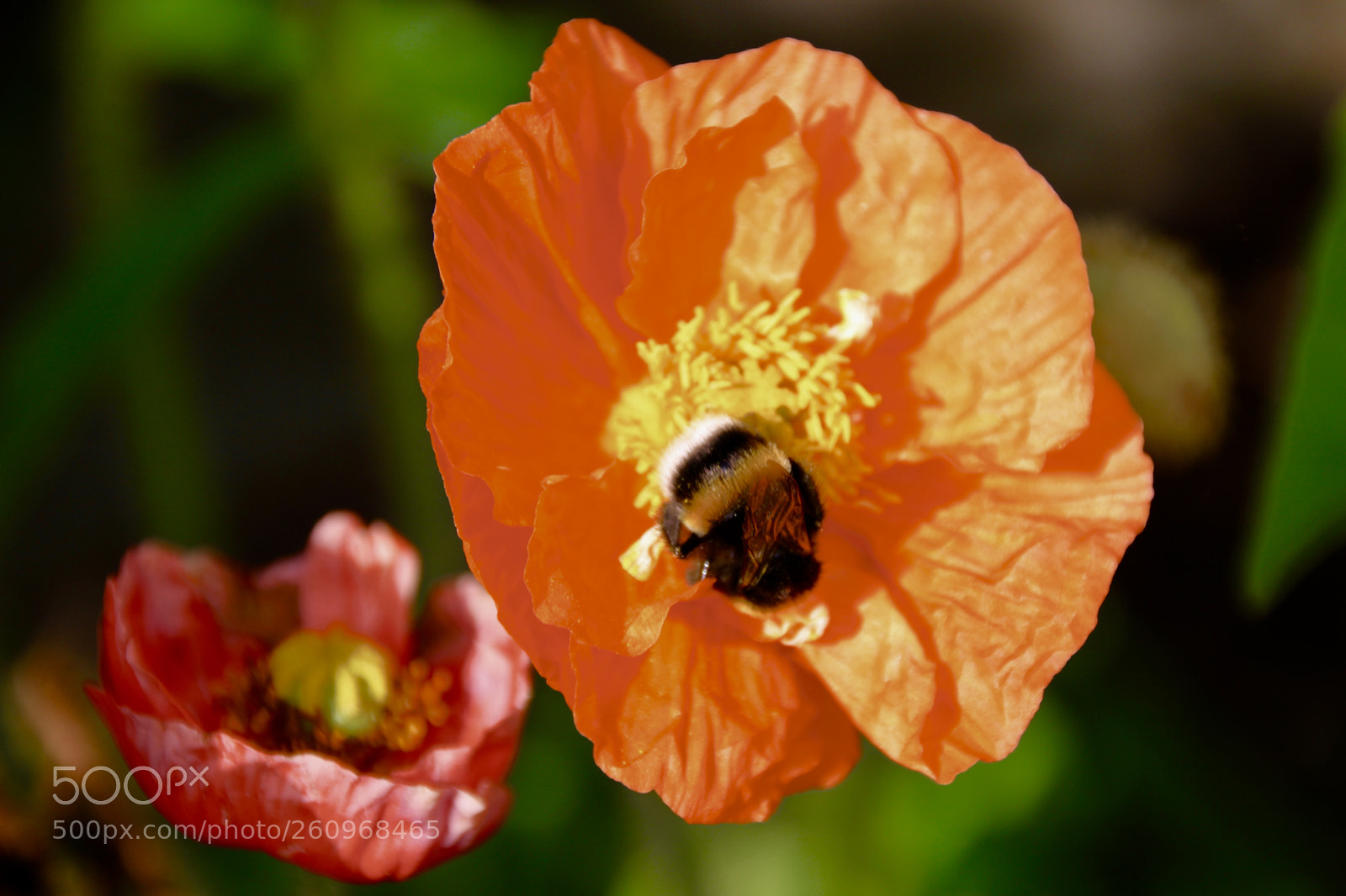 Canon EOS 100D (EOS Rebel SL1 / EOS Kiss X7) sample photo. Poppy with bee photography