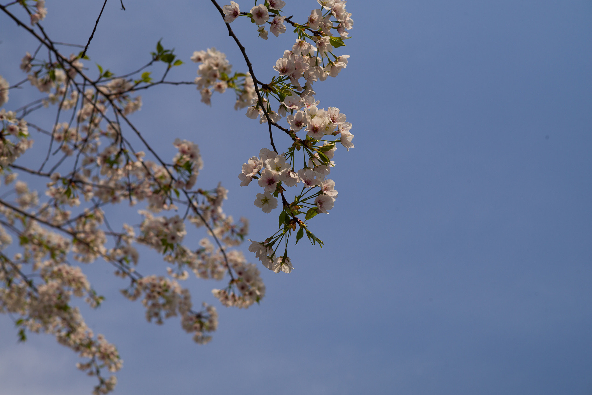 Leica M (Typ 240) sample photo. 2018 spring baitang park photography